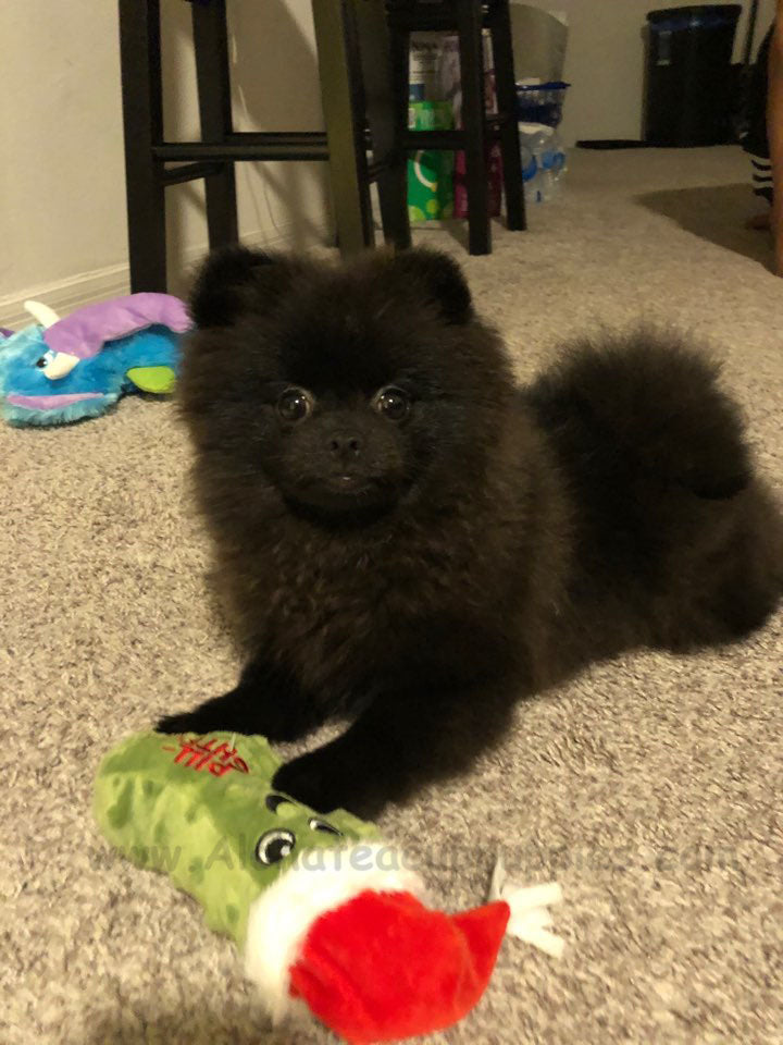 HONEY, ALOHA TEACUP PUPPIES