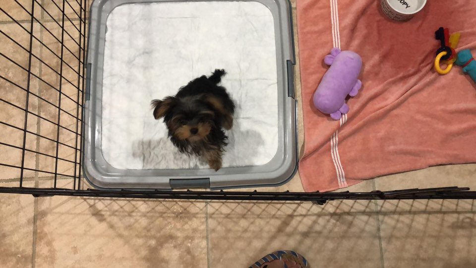 YORKI, ALOHA TEACUP PUPPIES