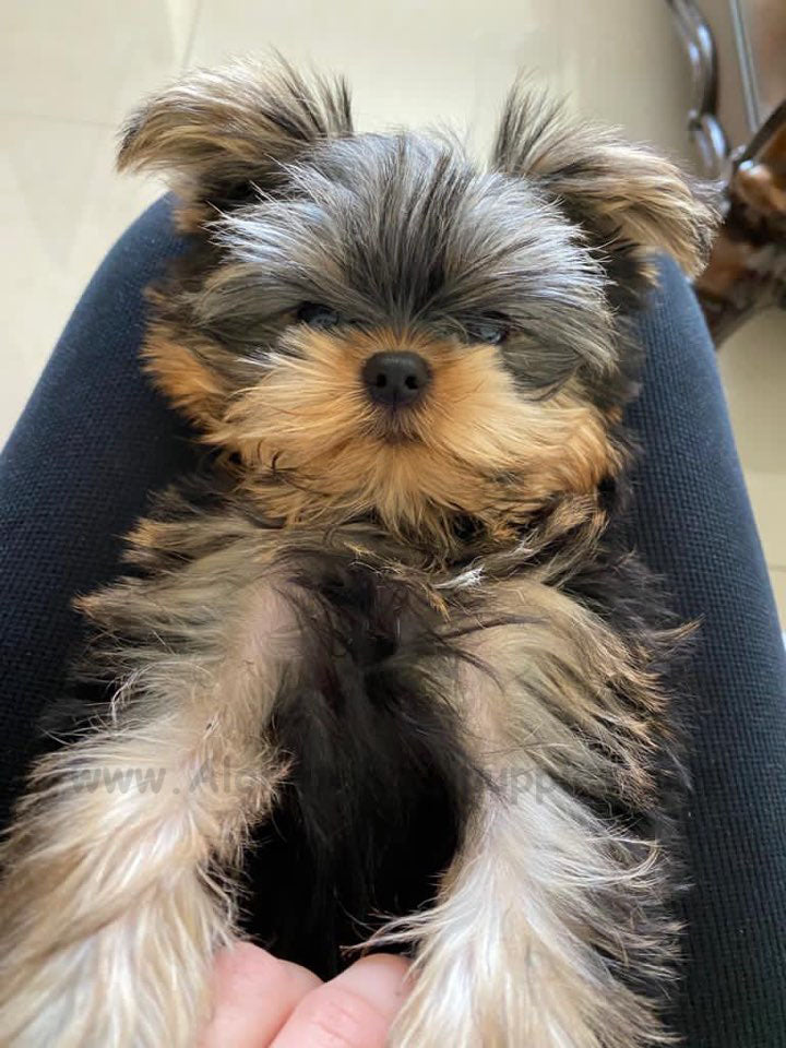 YORKIE, ALOHA TEACUP PUPPIES