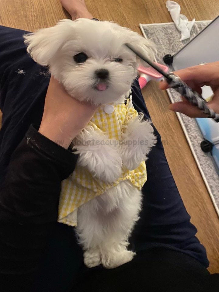 MALTESE, ALOHA TEACUP PUPPIES