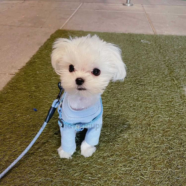 MALTESE, ALOHA TEACUP PUPPIES