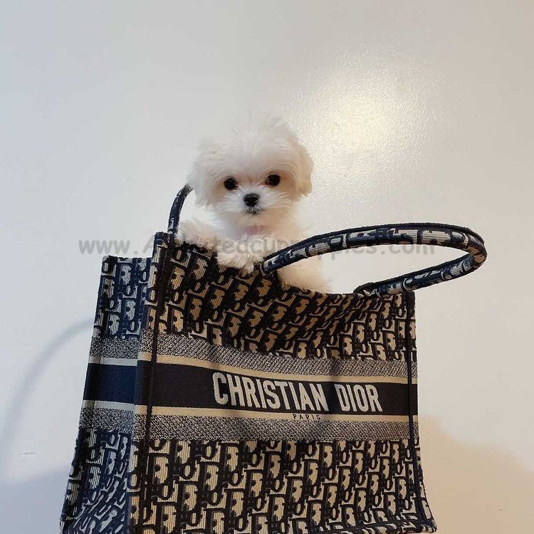 MALTESE, ALOHA TEACUP PUPPIES