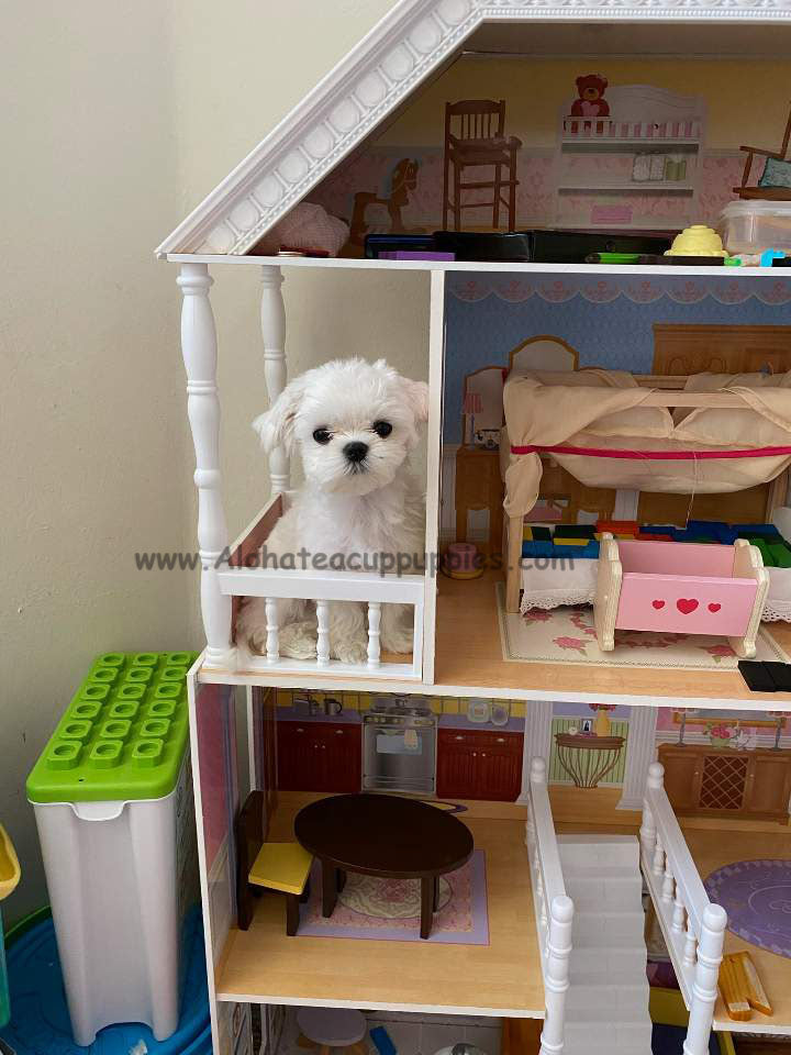 MALTESE, ALOHA TEACUP PUPPIES