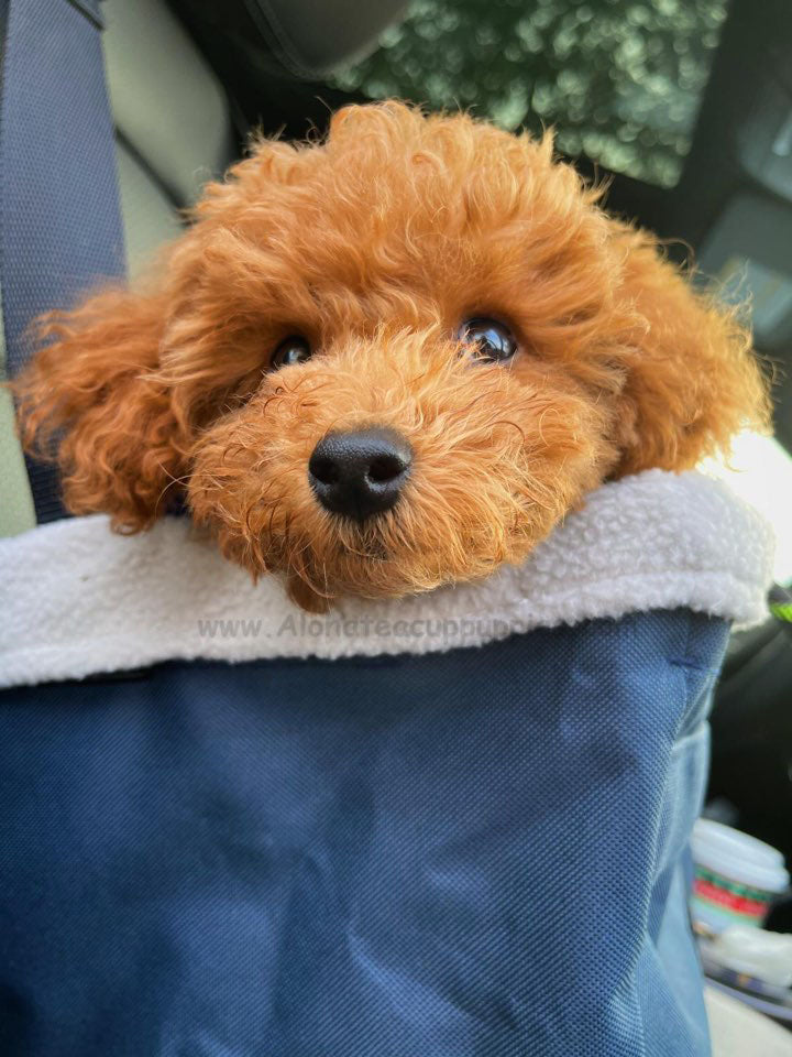 POODLE, ALOHA TEACUP PUPPIES