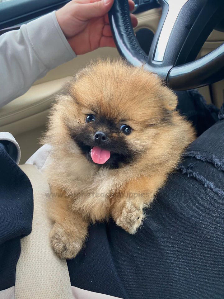 POMERANIAN, ALOHA TEACUP PUPPIES