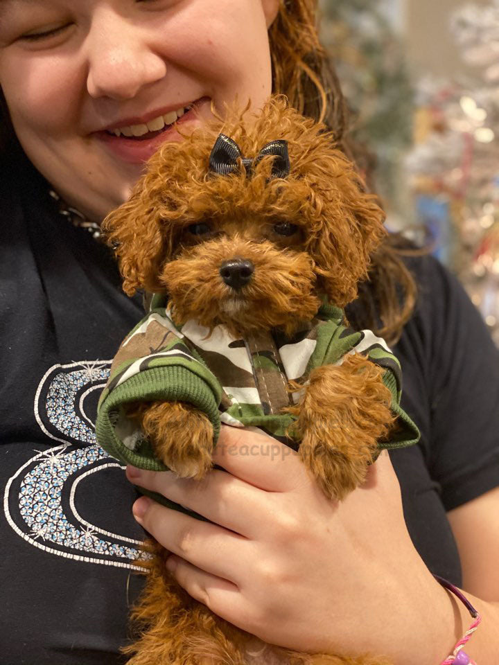 POODLE, ALOHA TEACUP PUPPIES