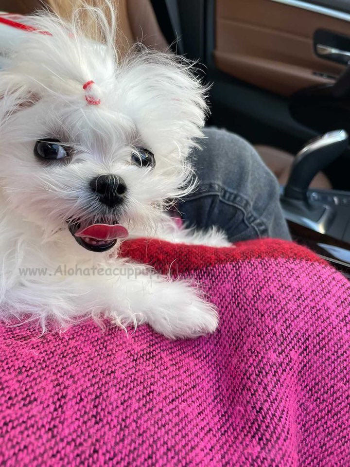 MALTESE, ALOHA TEACUP PUPPIES