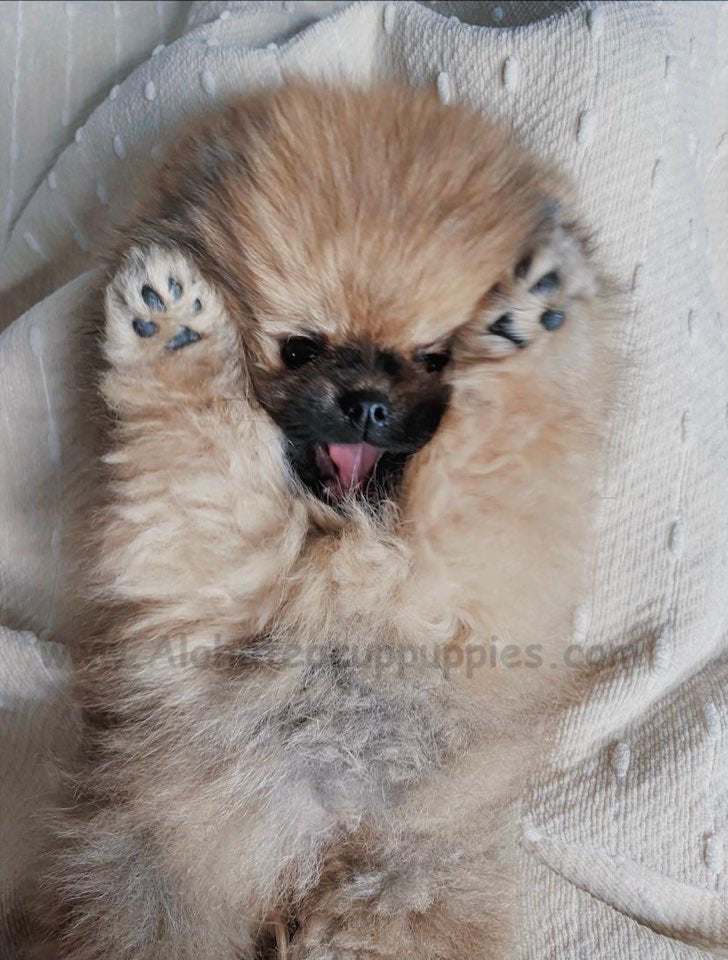POMERANIAN, ALOHA TEACUP PUPPIES