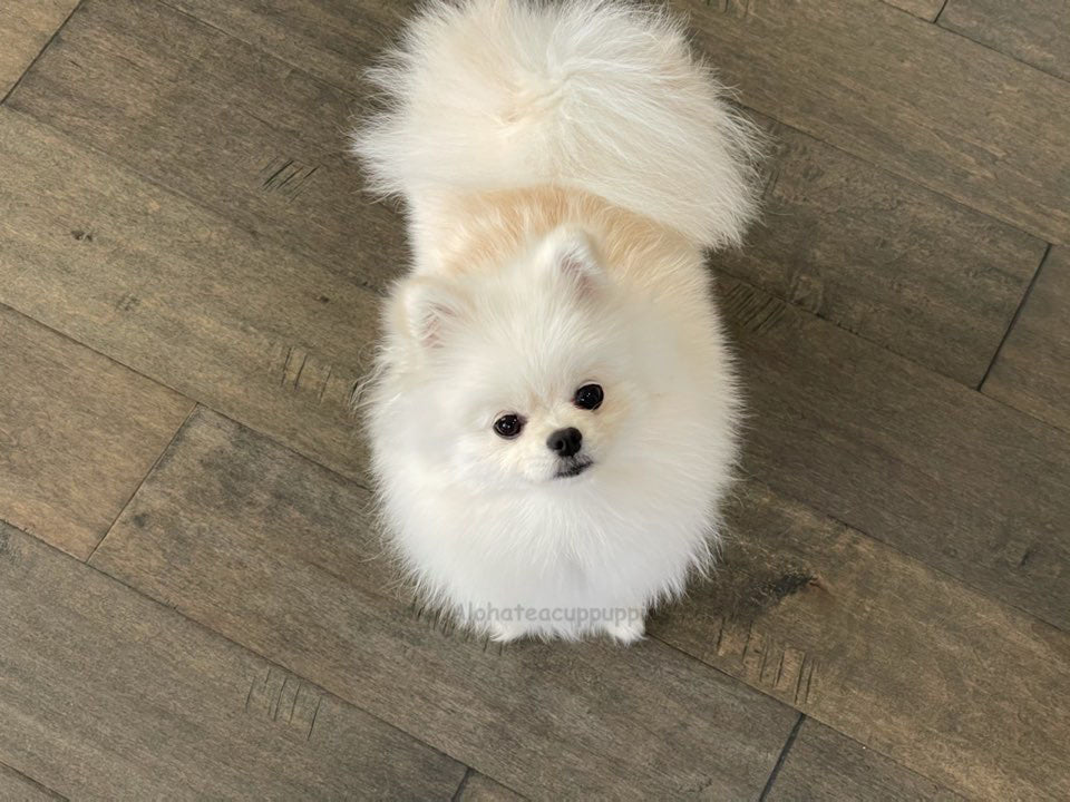 POMERANIAN, ALOHA TEACUP PUPPIES