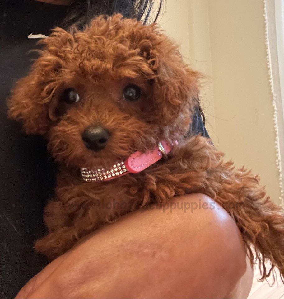 POODLE, ALOHA TEACUP PUPPIES