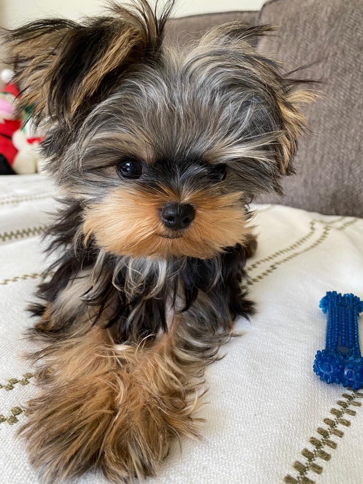 YORKIE, ALOHA TEACUP PUPPIES