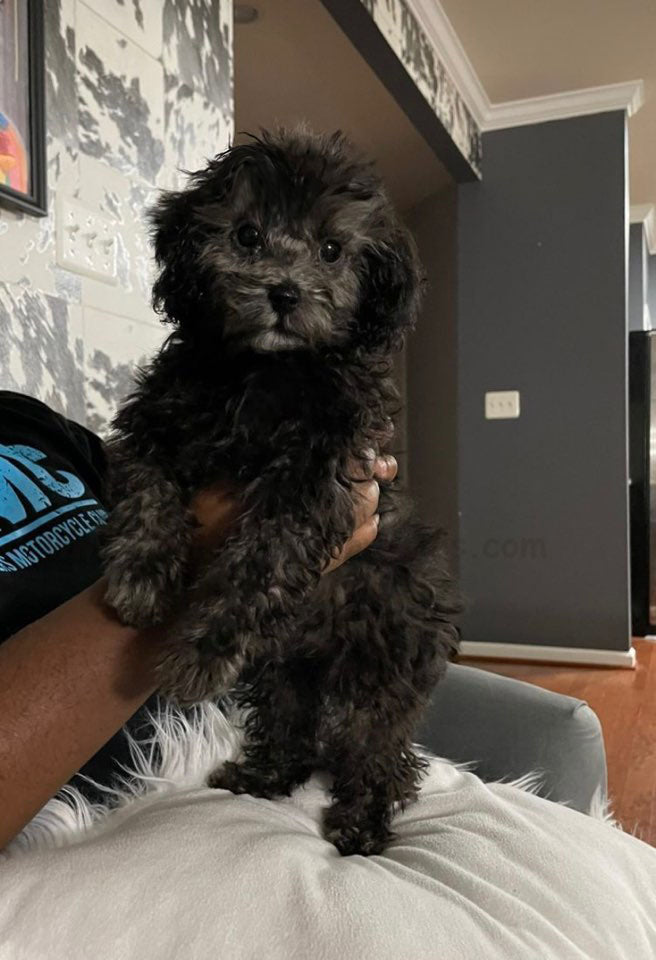 POODLE, ALOHA TEACUP PUPPIES