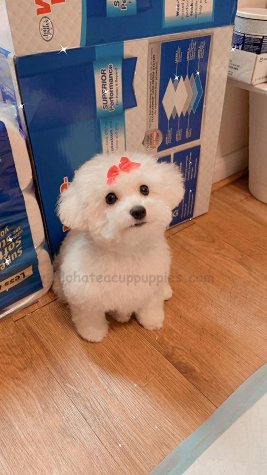 BICHON, ALOHA TEACUP PUPPIES