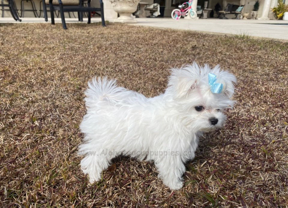 MALTESE, ALOHA TEACUP PUPPIES