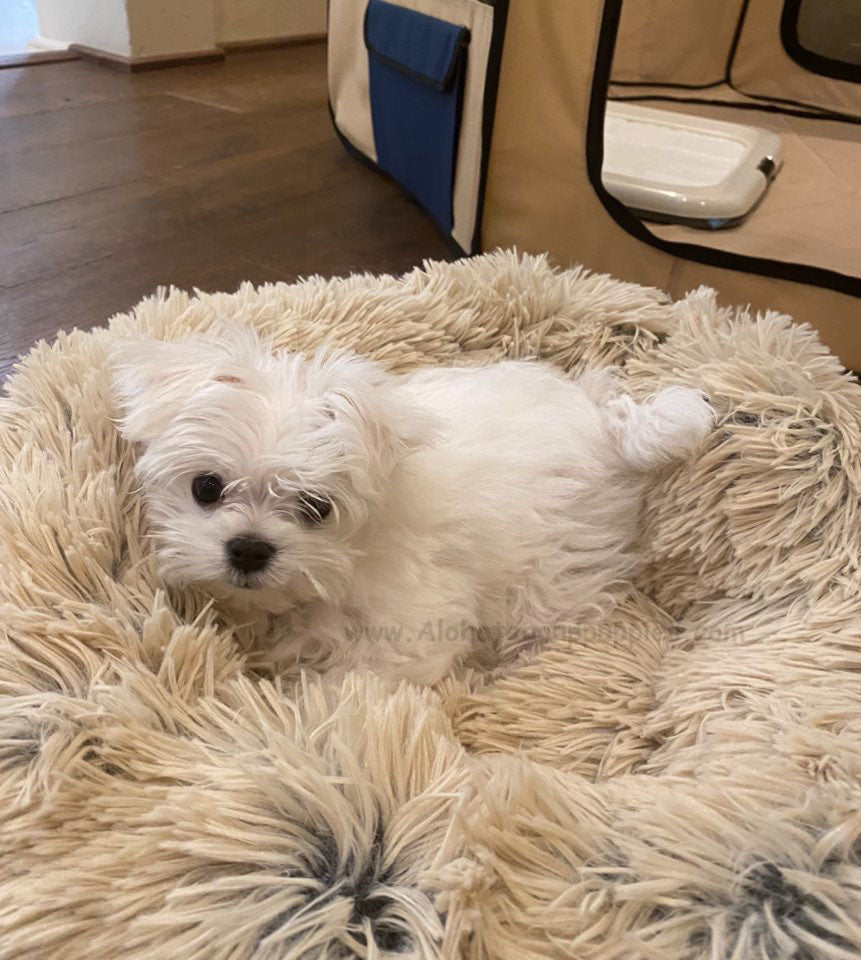MALTESE, ALOHA TEACUP PUPPIES
