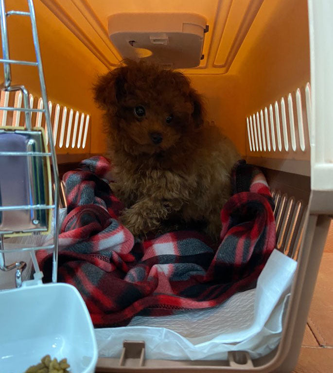 POODLE, ALOHA TEACUP PUPPIES