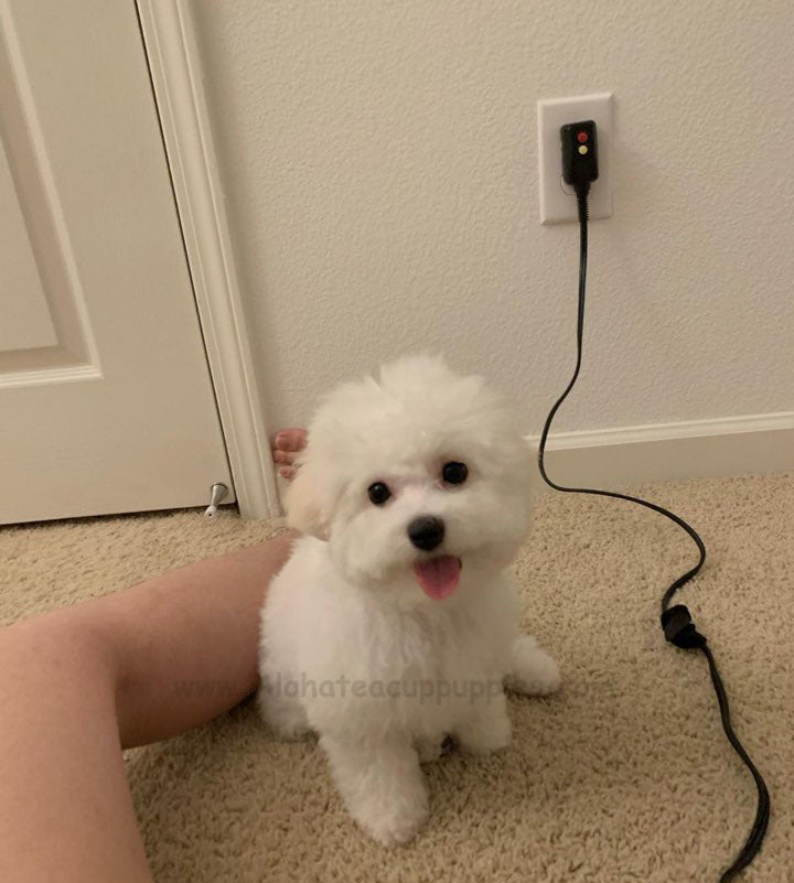 BICHON, ALOHA TEACUP PUPPIES