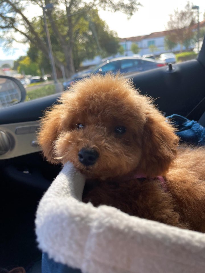 POODLE, ALOHA TEACUP PUPPIES