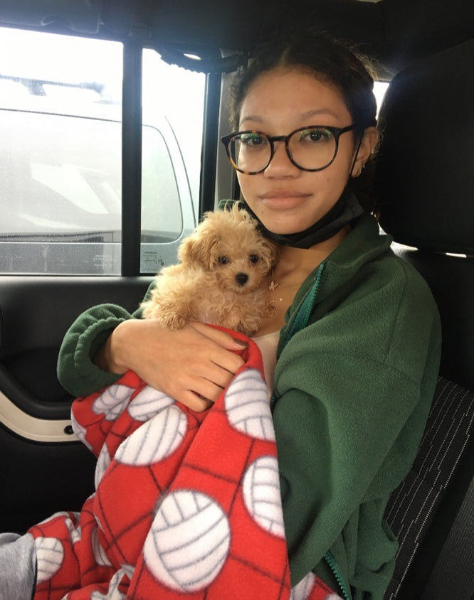 MALTIPOO, ALOHA TEACUP PUPPIES
