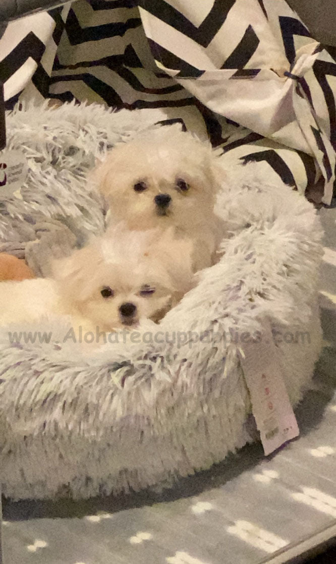MALTESE, ALOHA TEACUP PUPPIES