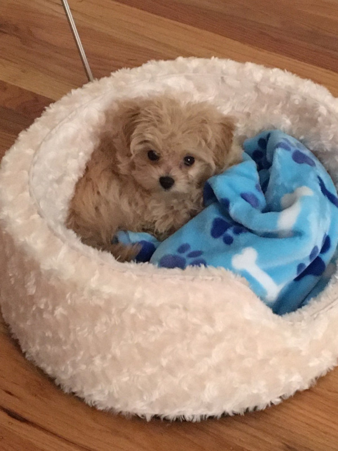 MALTIPOO, ALOHA TEACUP PUPPIES