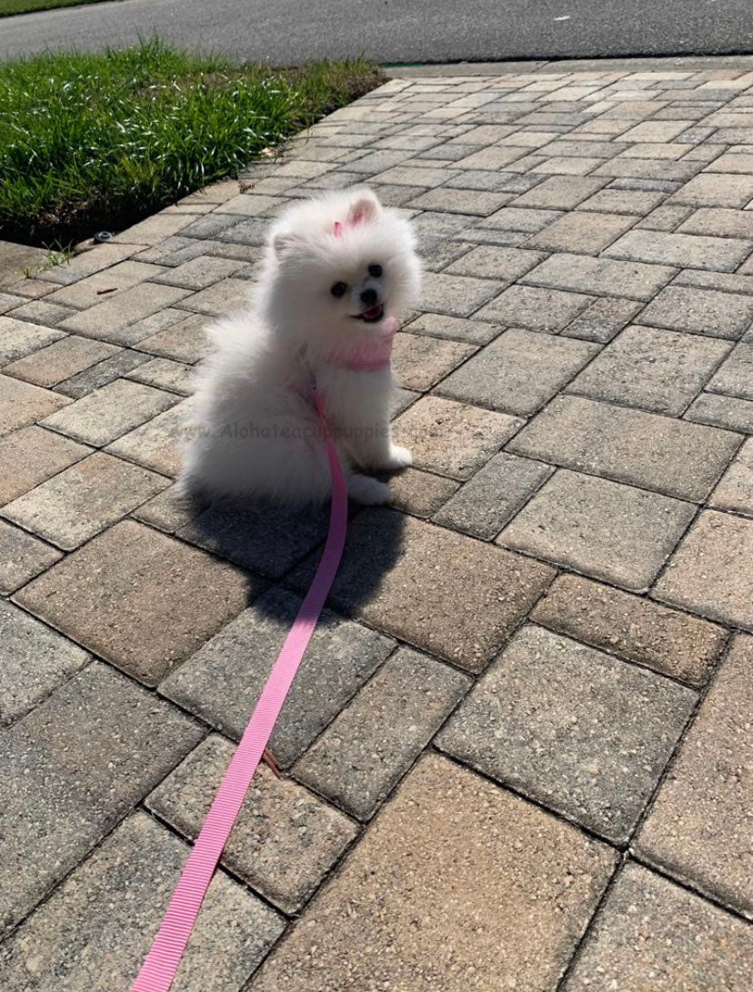 POMERANIAN, ALOHA TEACUP PUPPIES