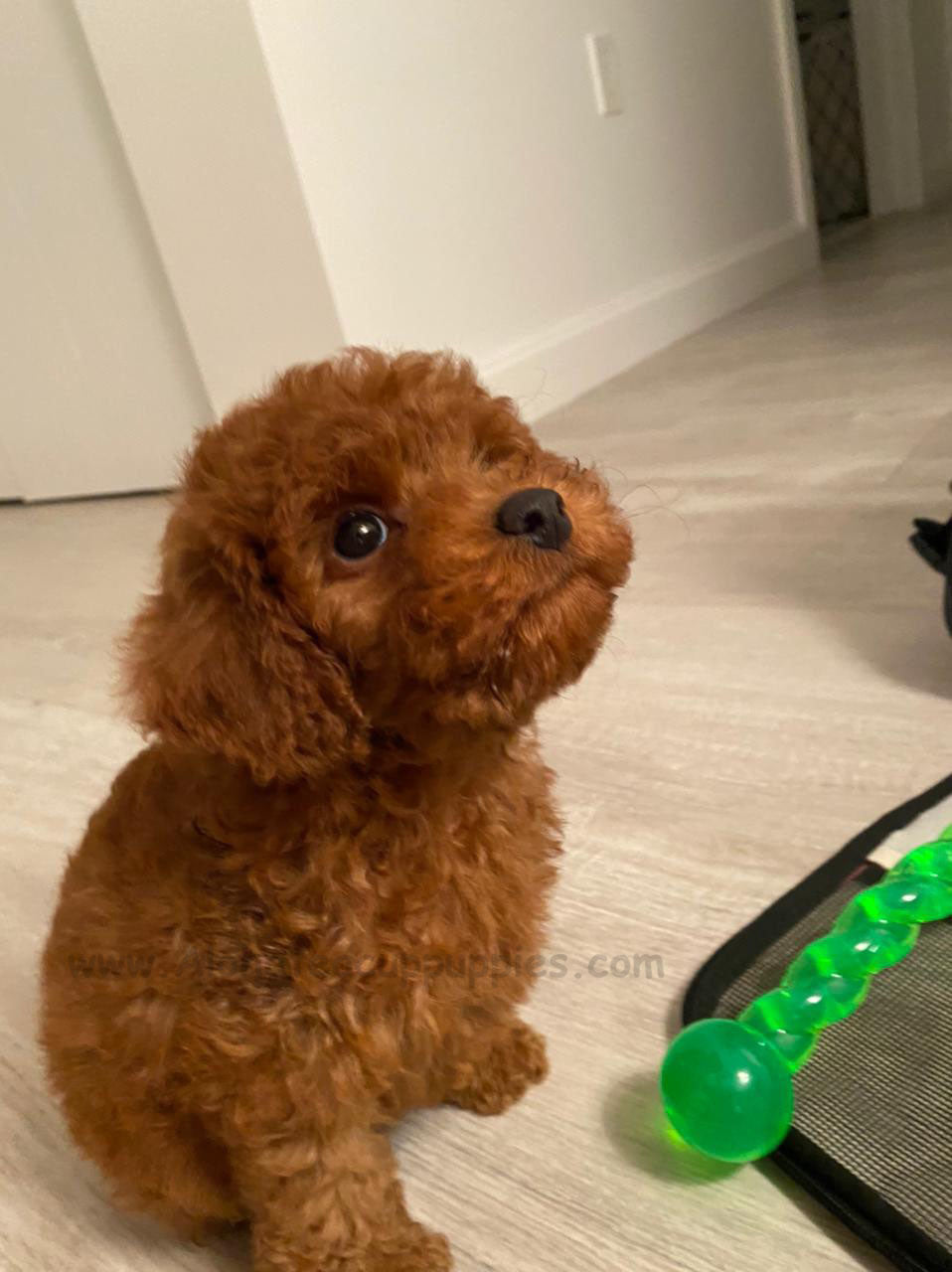 POODLE, ALOHA TEACUP PUPPIES