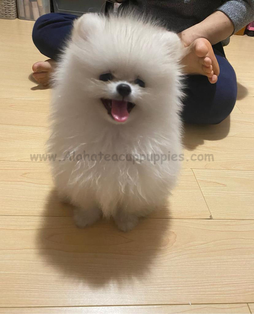POMERANIAN, ALOHA TEACUP PUPPIES