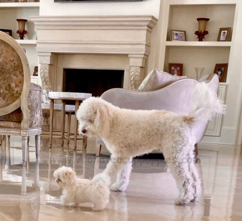 MALTESE, ALOHA TEACUP PUPPIES