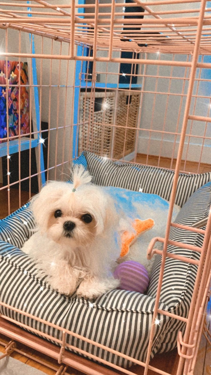 MALTESE, ALOHA TEACUP PUPPIES