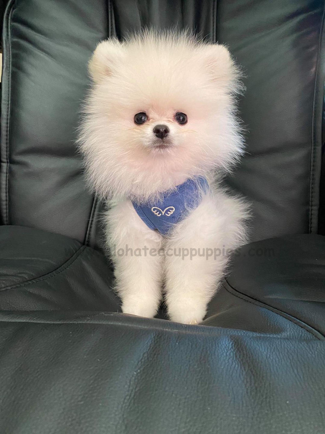 POMERANIAN, ALOHA TEACUP PUPPIES