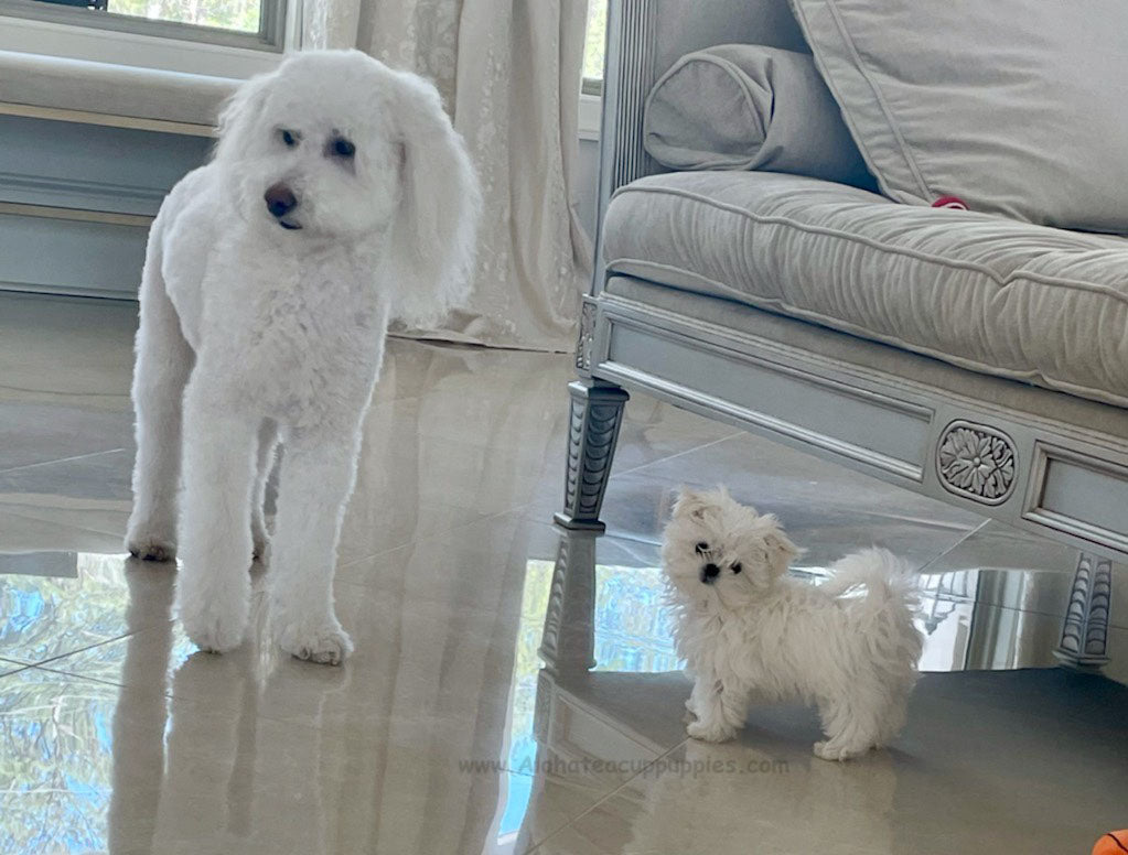 MALTESE, ALOHA TEACUP PUPPIES