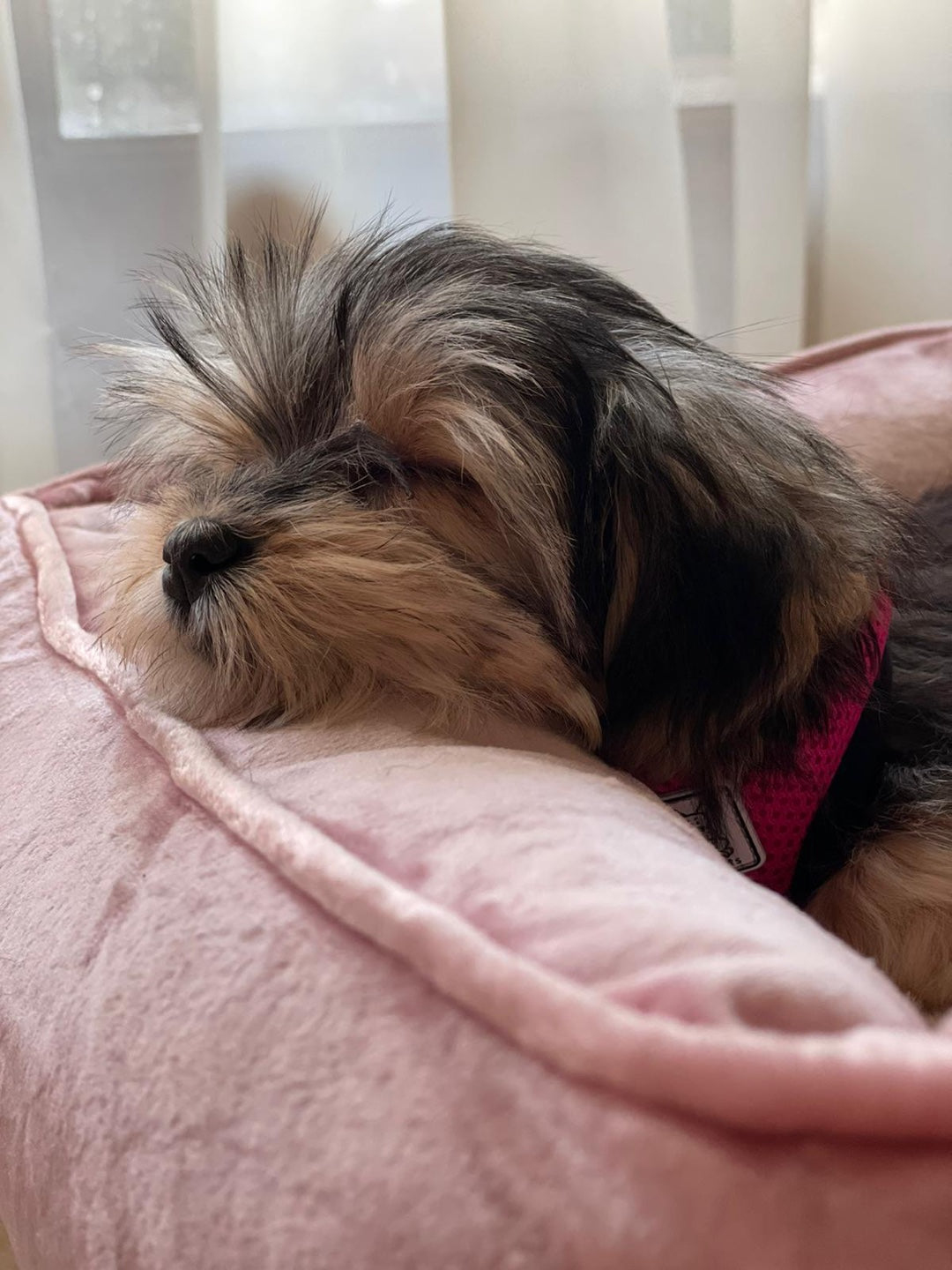 MORKIE, ALOHA TEACUP PUPPIES