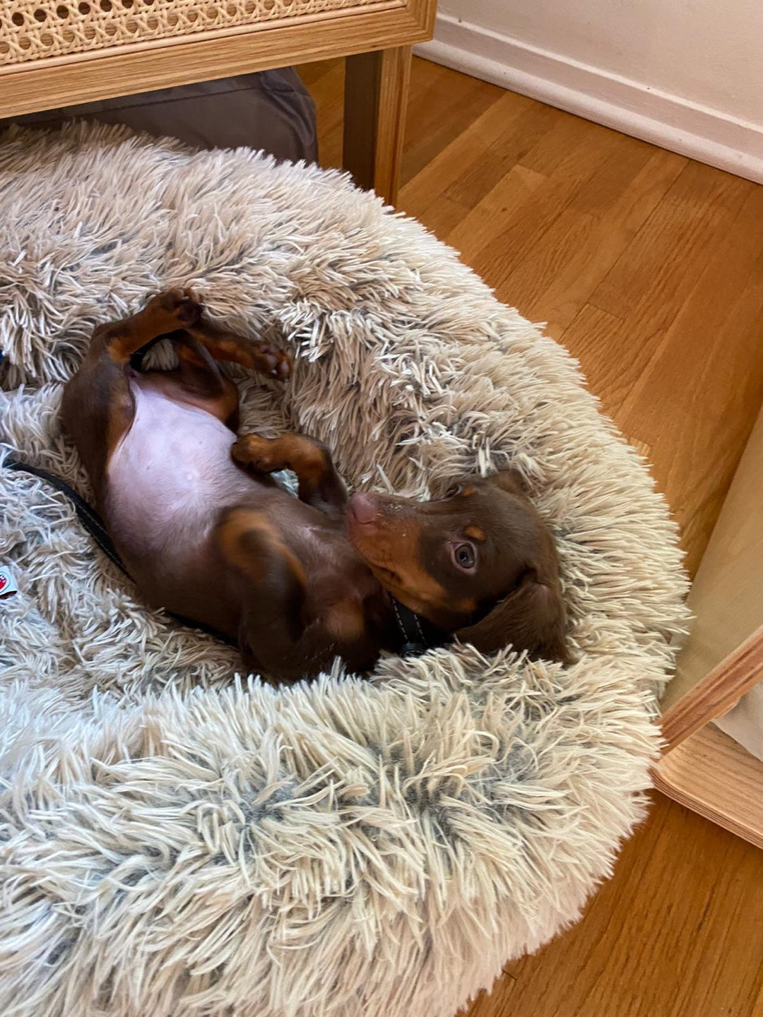 DACHSHUND, ALOHA TEACUP PUPPIES