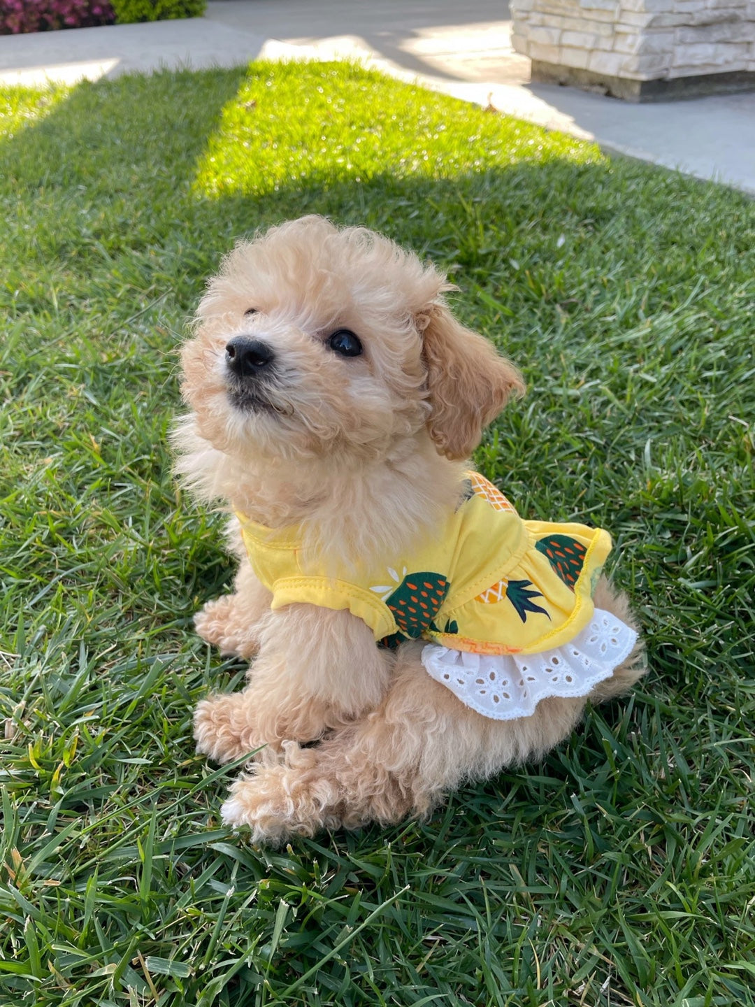 POODLE, ALOHA TEACUP PUPPIES
