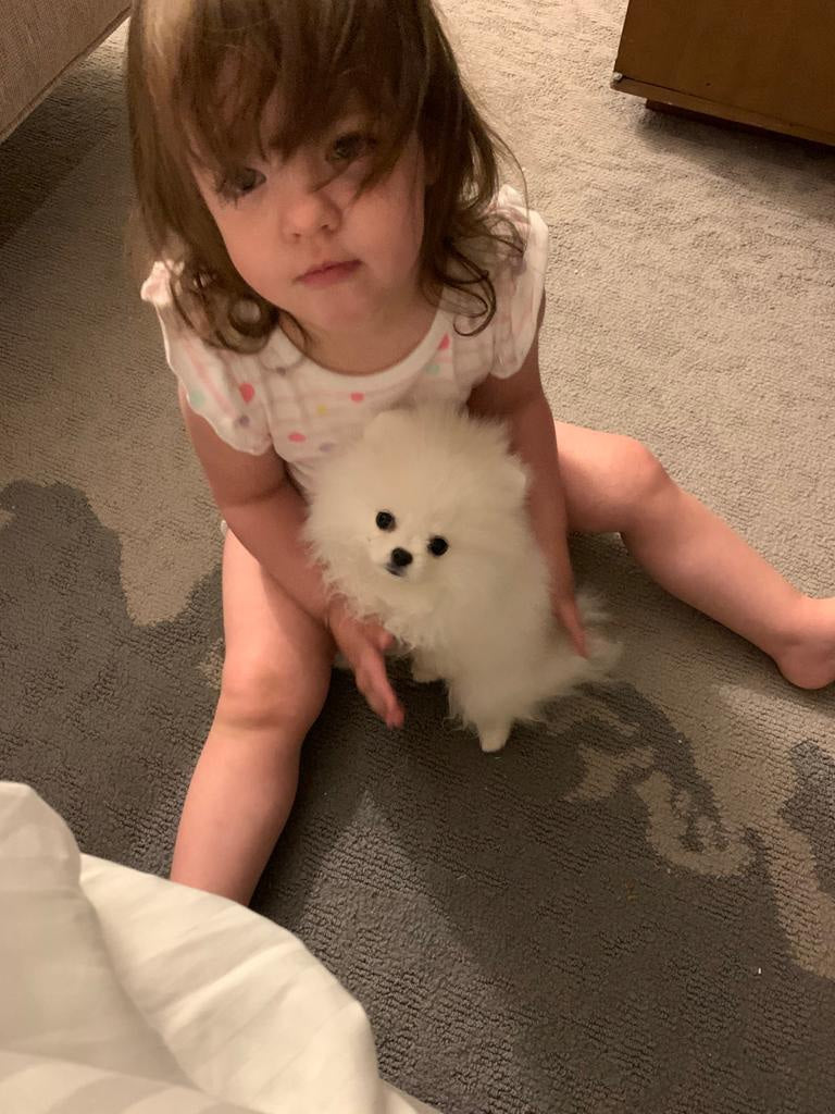 POMERANIAN, ALOHA TEACUP PUPPIES