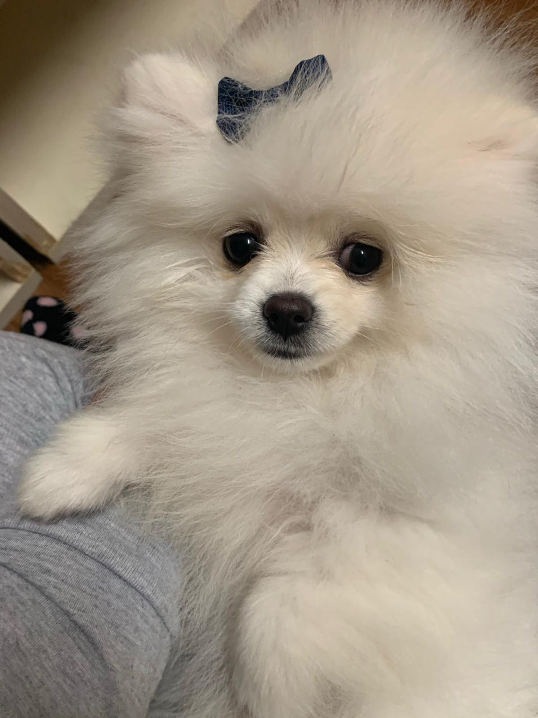 POMERANIAN, ALOHA TEACUP PUPPIES
