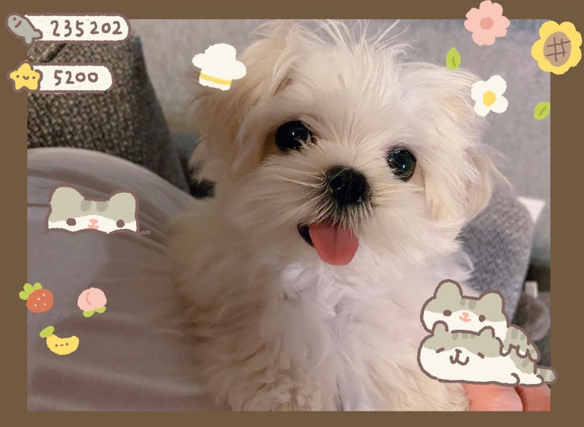 MALTESE, ALOHA TEACUP PUPPIES