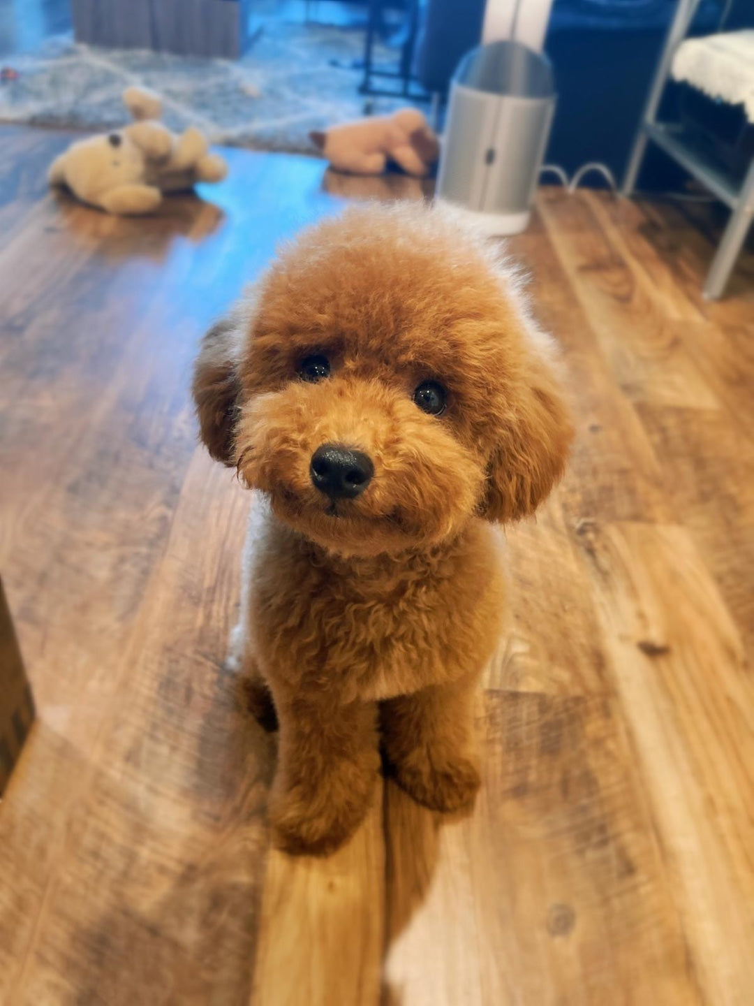 POODLE, ALOHA TEACUP PUPPIES