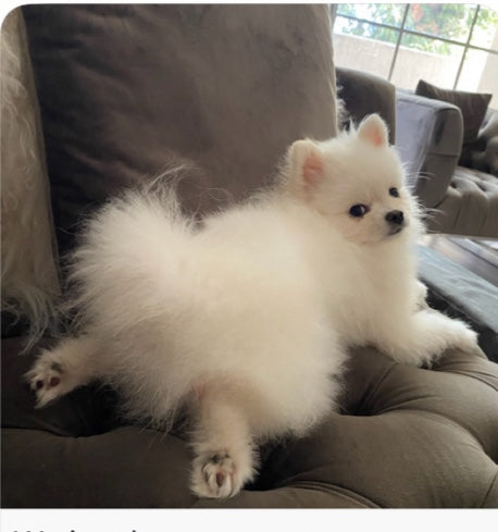 POMERANIAN, ALOHA TEACUP PUPPIES