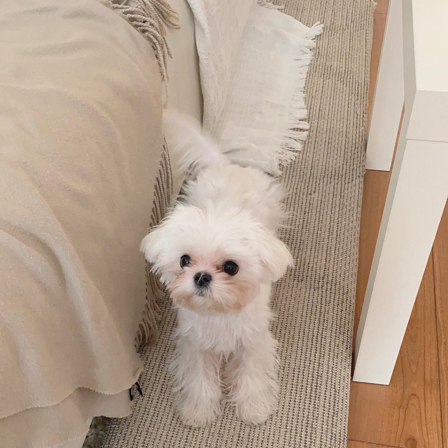 MALTESE, ALOHA TEACUP PUPPIES