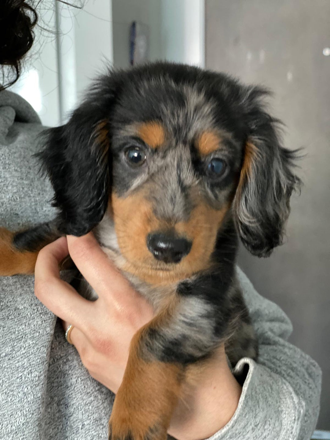 DACHSHUND, ALOHA TEACUP PUPPIES