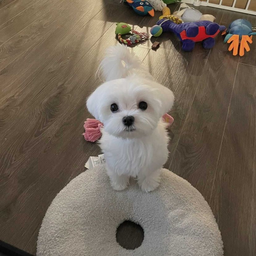 MALTESE, ALOHA TEACUP PUPPIES