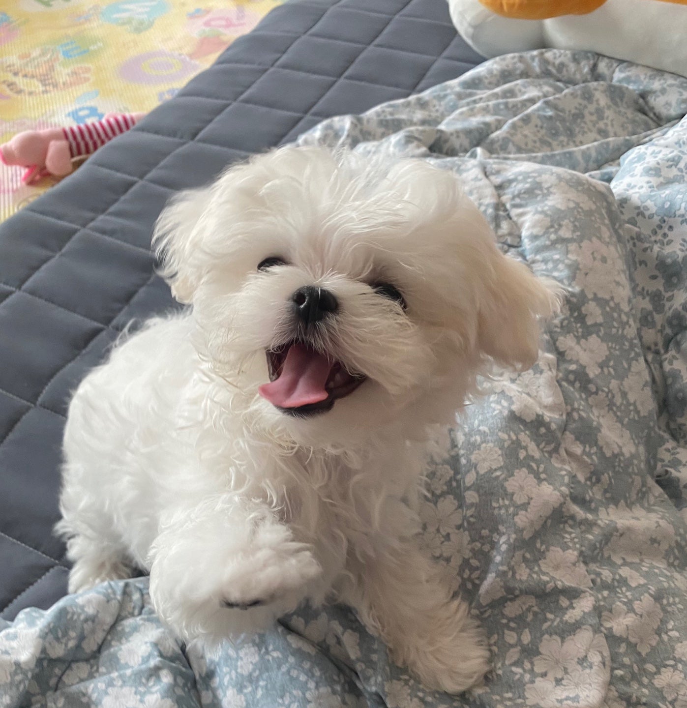 MALTESE, ALOHA TEACUP PUPPIES