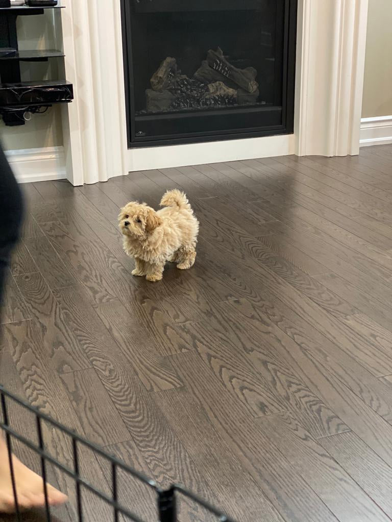 MALTIPOO, ALOHA TEACUP PUPPIES