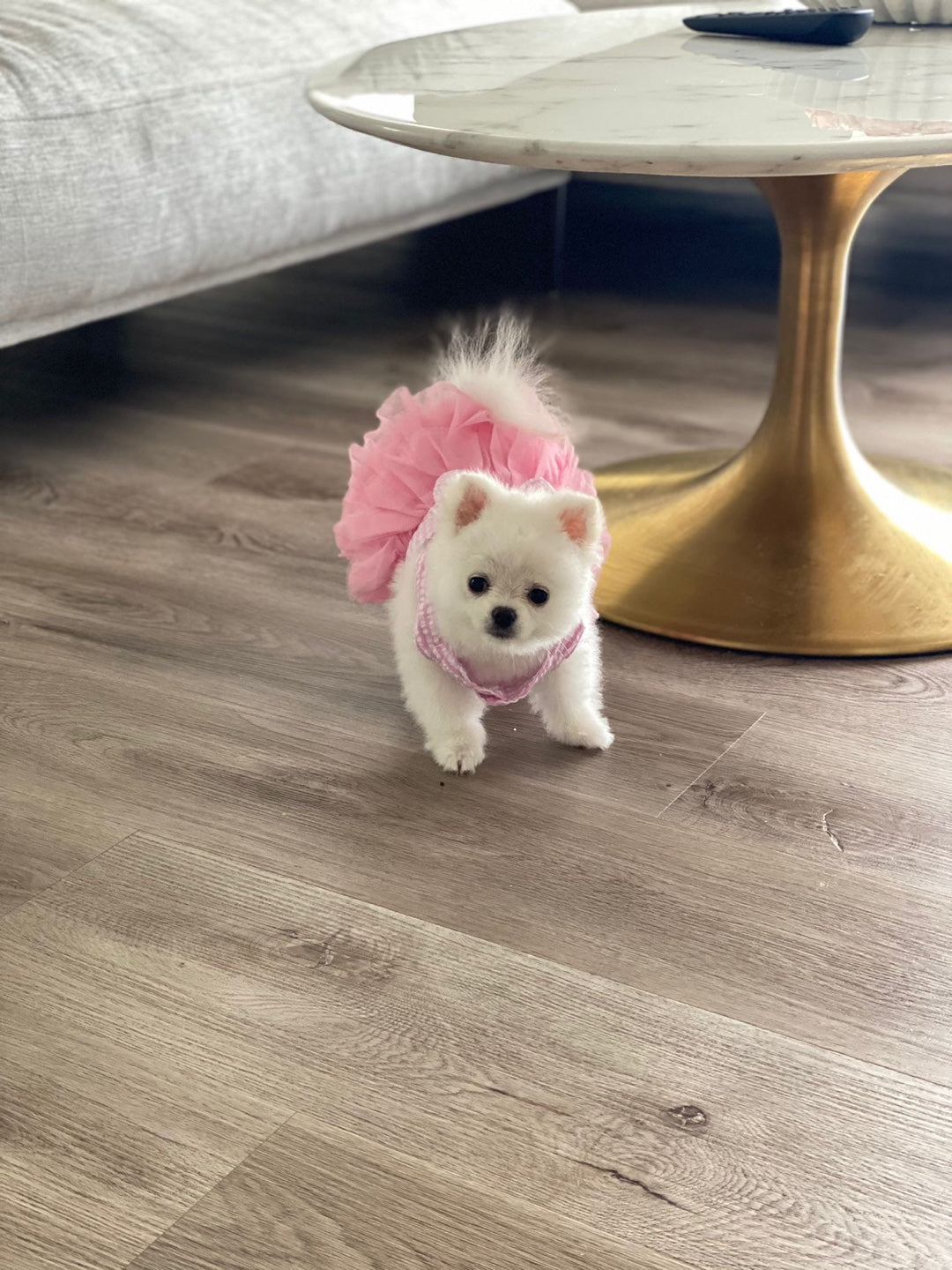 POMERANIAN, ALOHA TEACUP PUPPIES