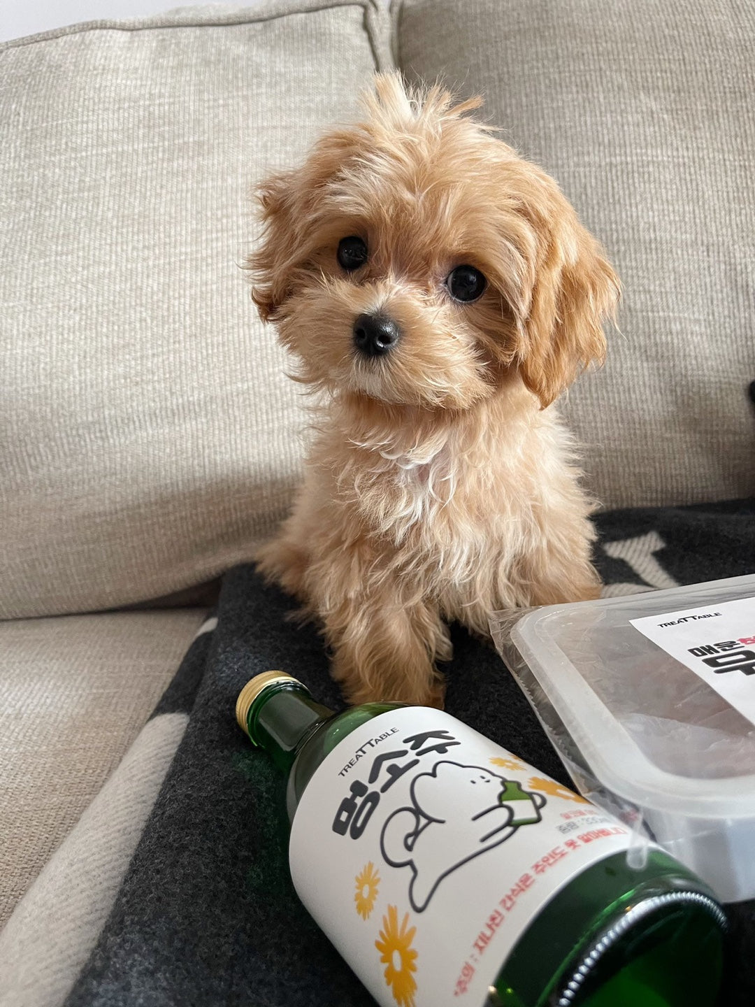 MALTIPOO, ALOHA TEACUP PUPPIES