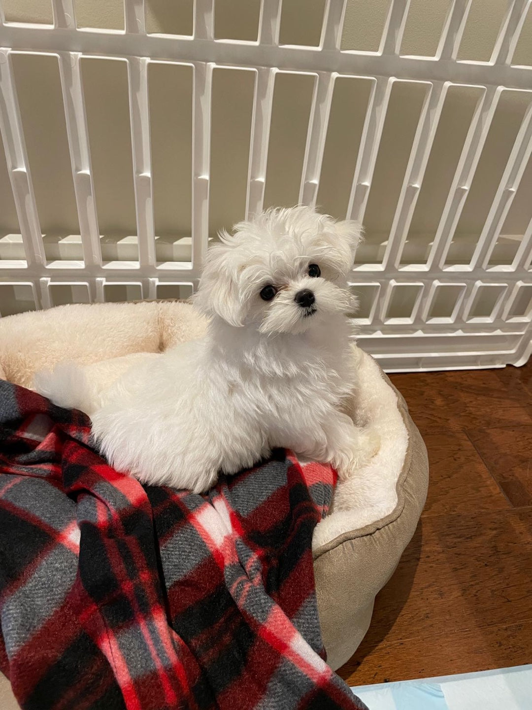 MALTESE, ALOHA TEACUP PUPPIES
