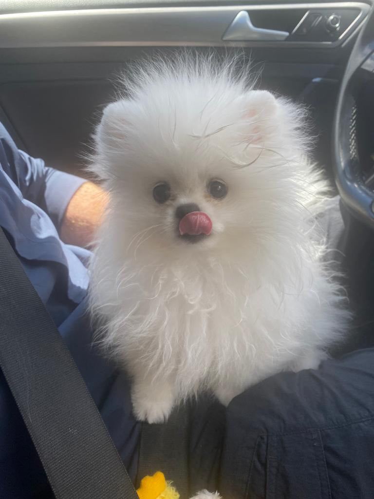POMERANIAN, ALOHA TEACUP PUPPIES