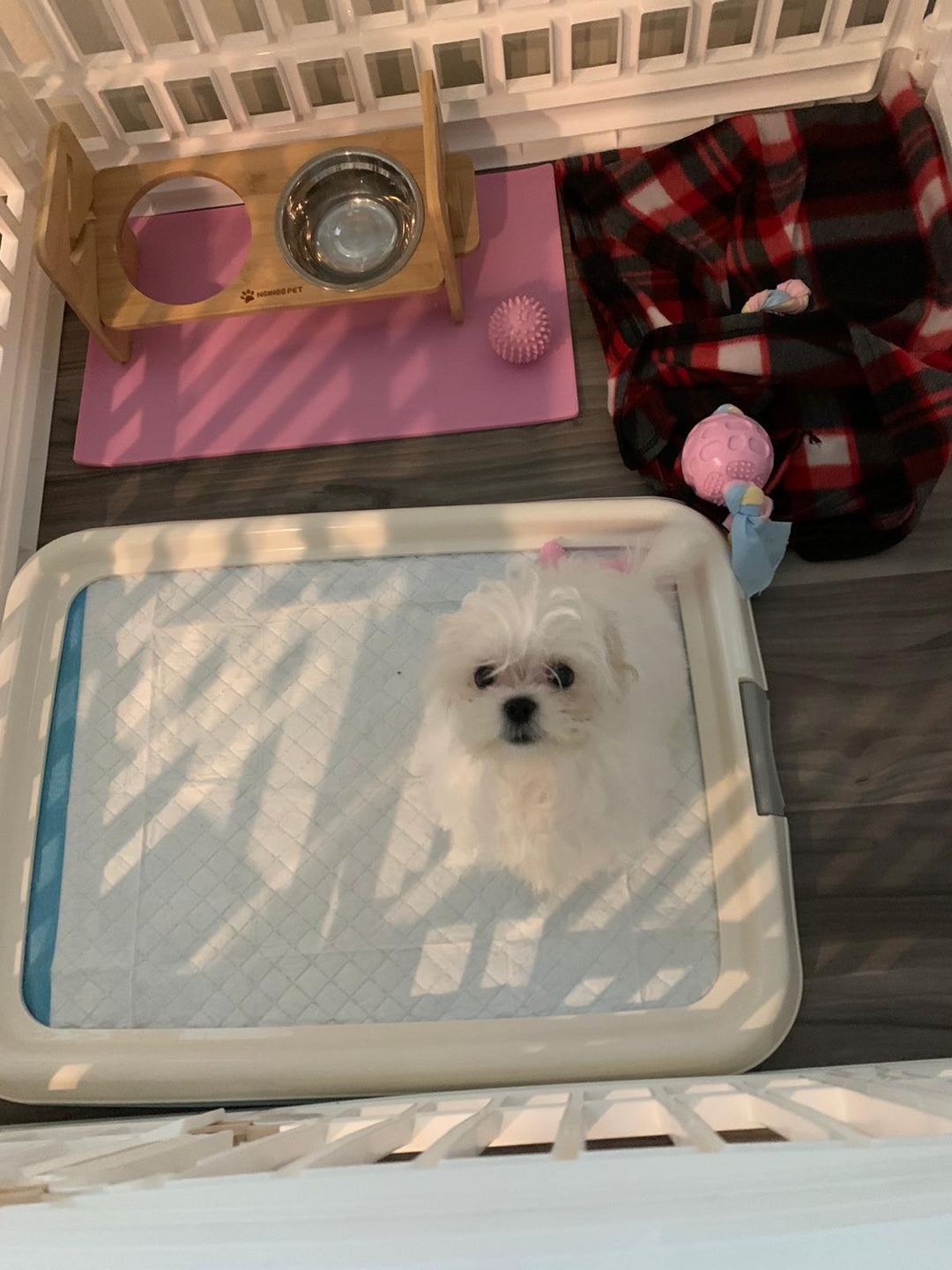 MALTESE, ALOHA TEACUP PUPPIES